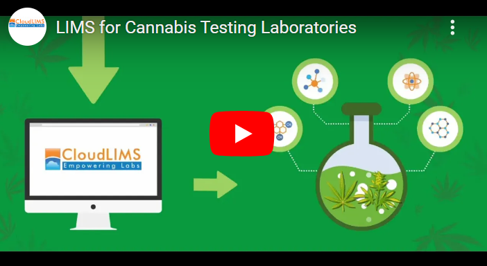 cannabis Cannabis-youtube